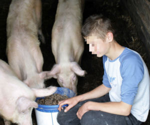Wakacje spędzimy karmiąc świnie