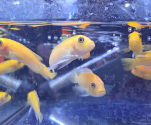 Egzotyczny świat zawitał do Bydgoszczy! Pająki i węże były na wyciągnięcie ręki