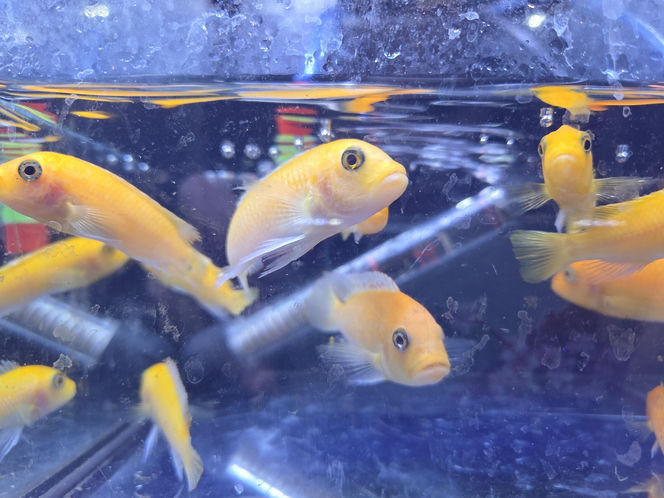 Egzotyczny świat zawitał do Bydgoszczy! Pająki i węże były na wyciągnięcie ręki