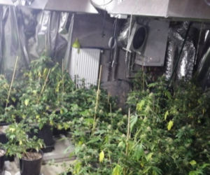 Potężna plantacja marihuany w Dąbrowie Górniczej. Hodowcy grozi 10 lat więzienia [ZDJĘCIA]