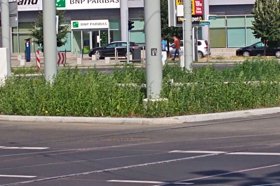 Chwasty na placu Rodła w Szczecinie