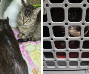 Interwencja w Łochowie. Zwierzęta trafiły pod opiekę schroniska i fundacji