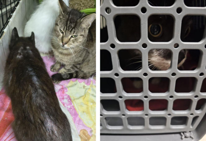 Interwencja w Łochowie. Zwierzęta trafiły pod opiekę schroniska i fundacji