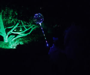 12. Bella Skyway Festival w Toruniu