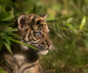 Tygrys sumatrzański we Wrocławskim Zoo