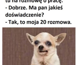 Memy o pracy
