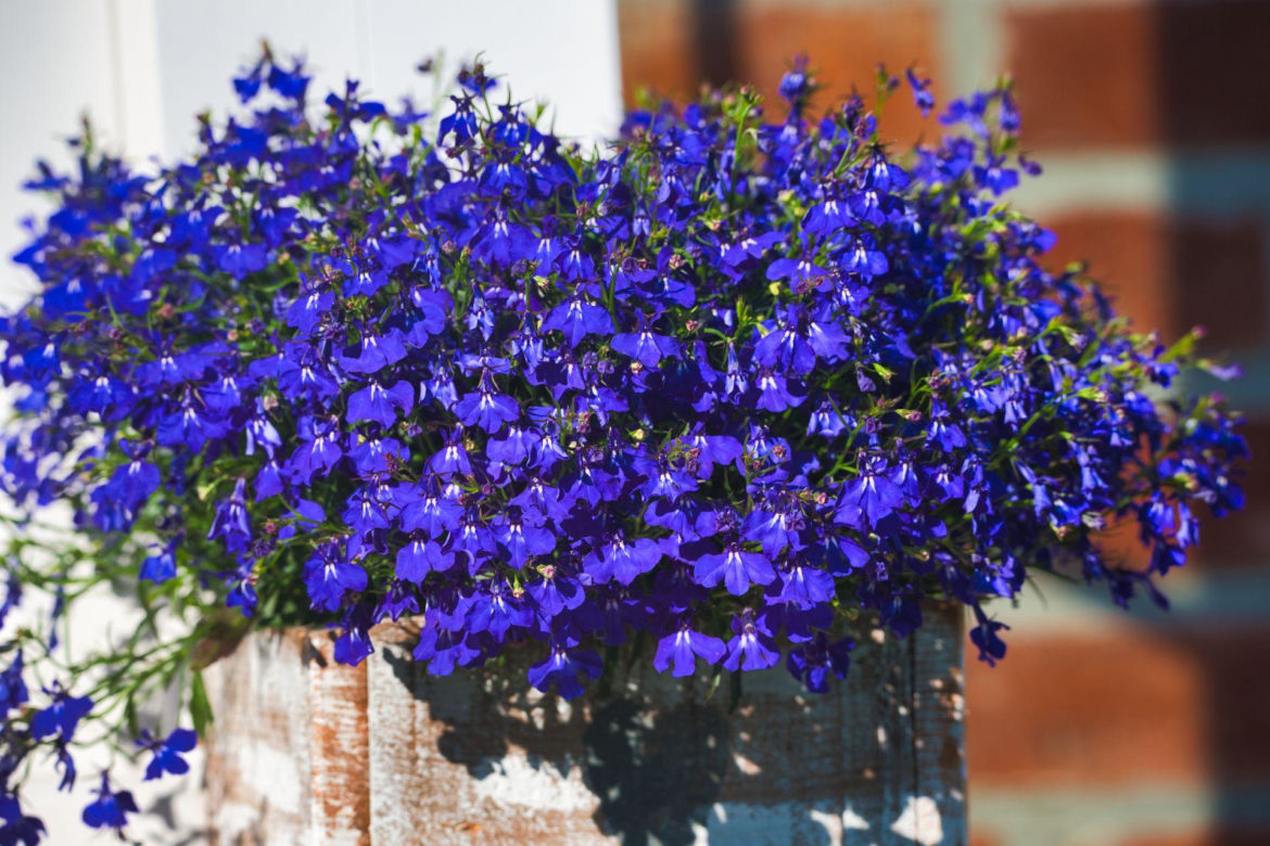 Lobelia przylądkowa