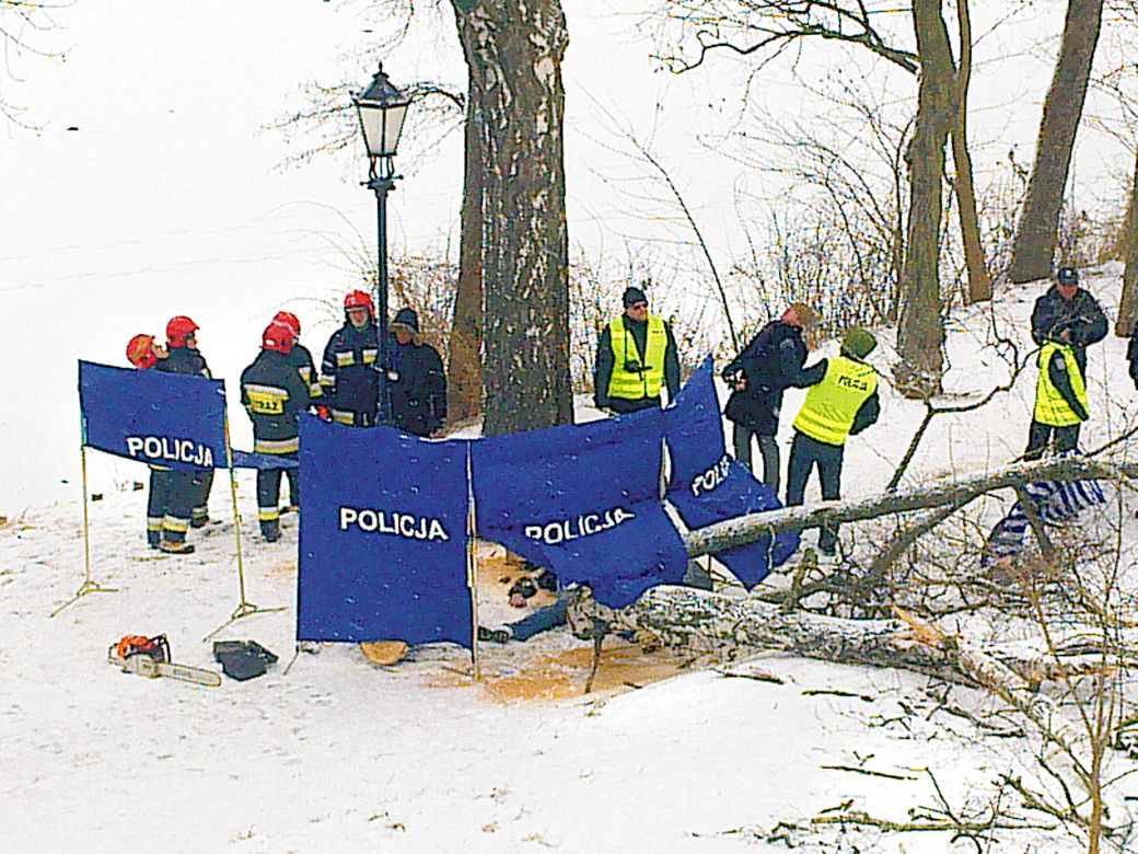 Konar zmiażdżył tatę Marcelinki