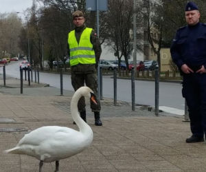 Łabędź na spacerze bez maseczki