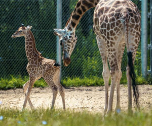 Takiego porodu nie było od ośmiu lat. W poznańskim zoo przyszła na świat żyrafa Eva