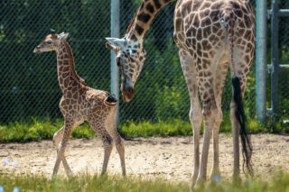 Takiego porodu nie było od ośmiu lat. W poznańskim zoo przyszła na świat żyrafa Eva
