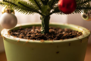 Choinka w doniczce kupiona na święta. Co skrywała i jak ją ocalić przed inwazją?