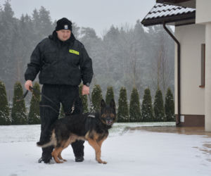 Tazer, policjant na 4 łapach, przeszedł na emeryturę