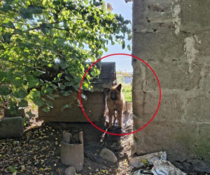 Trzy psy z jednej z posesji w powiecie wejherowskim żyły w dramatycznych warunkach