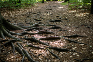 Leśna pułapka pod ziemią. Kto zaplanował ten podstępny atak?