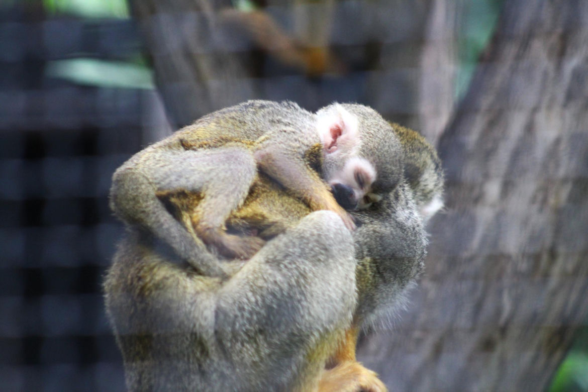 Cud narodzin w Warszawskim ZOO. Rozkoszne sajmirki podbijają wybieg