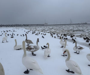 Bałtyk zimową porą, uchwycony w kadrach