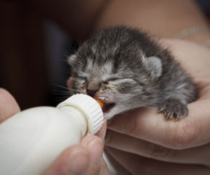 Uratowane koty potrzebują pomocy 