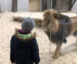 Lwy w opolskim zoo