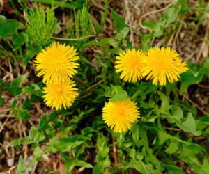 Jak zrobić gnojówkę z mniszka lekarskiego?