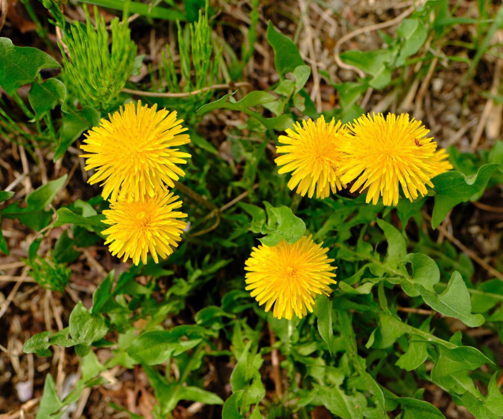 Jak zrobić gnojówkę z mniszka lekarskiego?