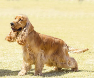 Cocker Spaniel