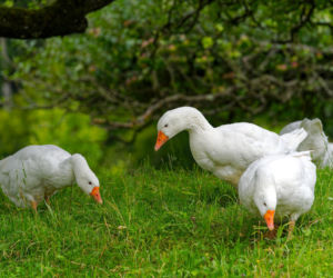 Gęsi