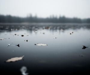 Martwe łabędzie w Jutrosinie. Co naprawdę je zabiło?