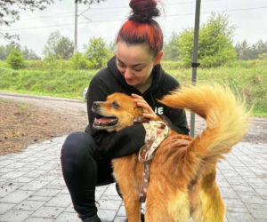 80 psów musi jednocześnie opuścić schronisko! Tulimy Łapki w Suchedniowie proszą o pilną pomoc