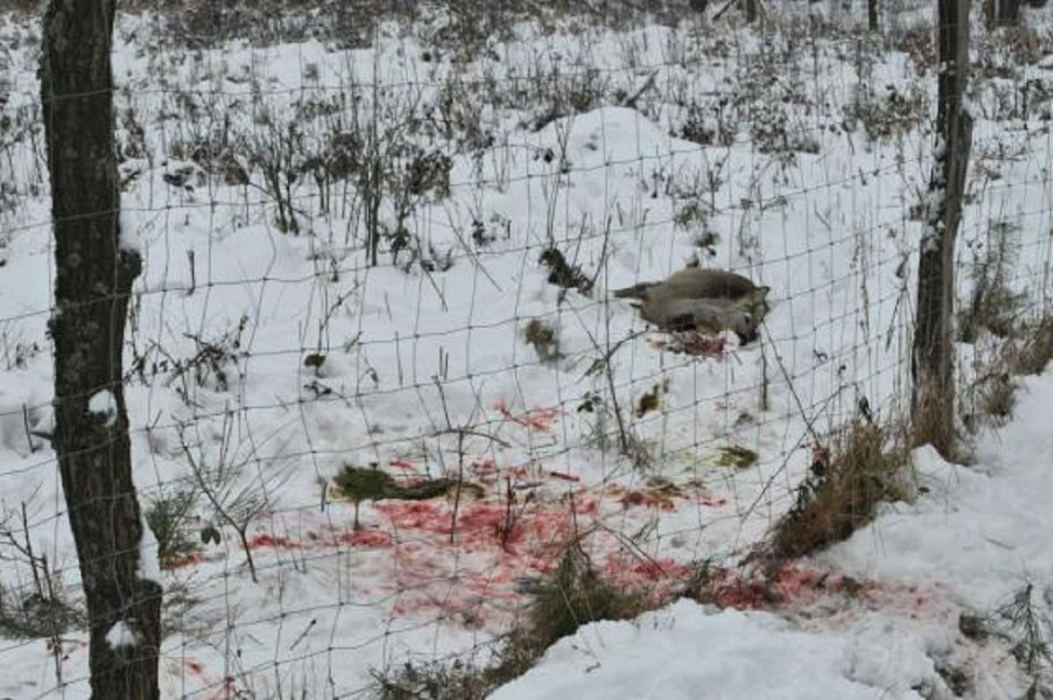 Kłusownicy na Podkarpaciu to wciąż problem. Ujawniono zaskakujące dane [ZDJĘCIA] 