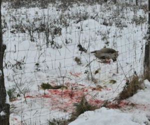Kłusownicy na Podkarpaciu to wciąż problem. Ujawniono zaskakujące dane [ZDJĘCIA] 