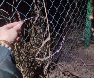 Uratowali bobra przed pewną śmiercią! Teraz zwierzę wróciło na wolność