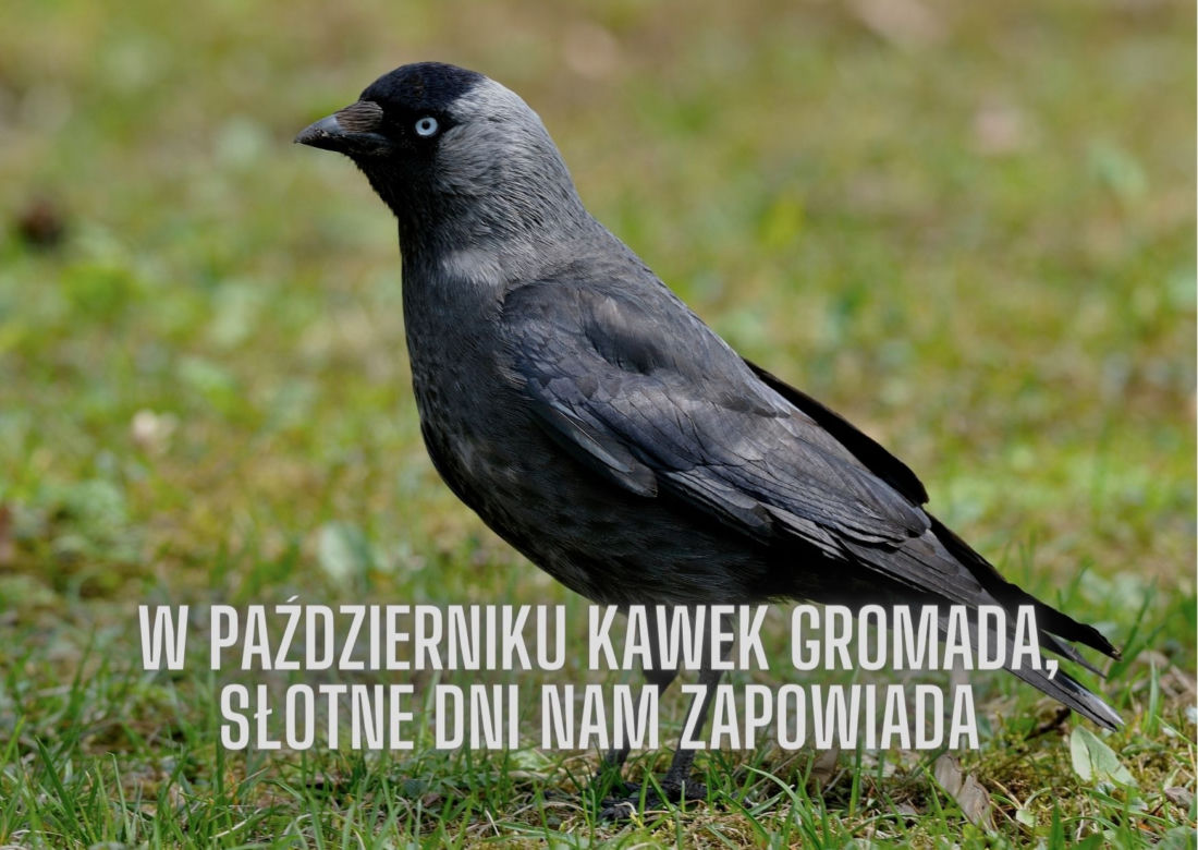 Jesienne przysłowia ludowe. Oto mądrości naszych dziadów!