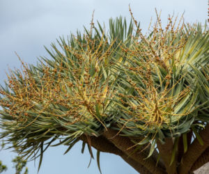 Dracena smocza