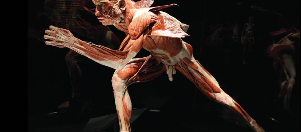 Body Worlds