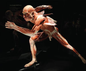 Wystawa Body Worlds wróciła do Warszawy. Zobaczysz tam prawdziwe ludzkie ciała od środka