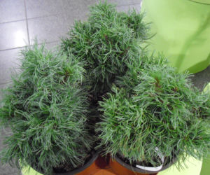 Sosna wejmutka 'Green Twist'