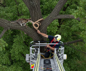 Kot uwięziony na drzewie w Ostrowie. Niespodziewany finał akcji ratunkowej.