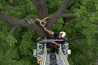 Kot uwięziony na drzewie w Ostrowie. Niespodziewany finał akcji ratunkowej.