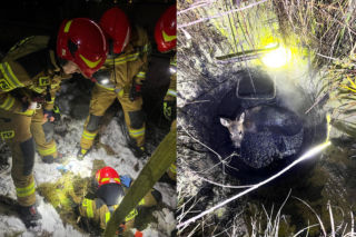 Dzik okazał się… sarenką. Maleństwo zostało uwolnione z groźnej pułapki!