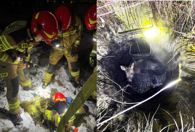 Myśleli, że to dzik. Maleńka sarenka została uratowana z niebezpiecznej pułapki