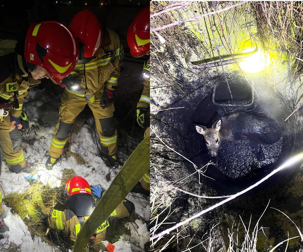 Dzik okazał się… sarenką. Maleństwo zostało uwolnione z groźnej pułapki!