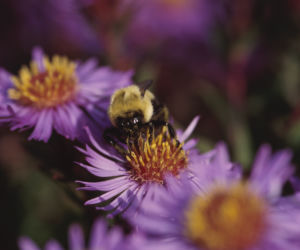 Aster alpejski