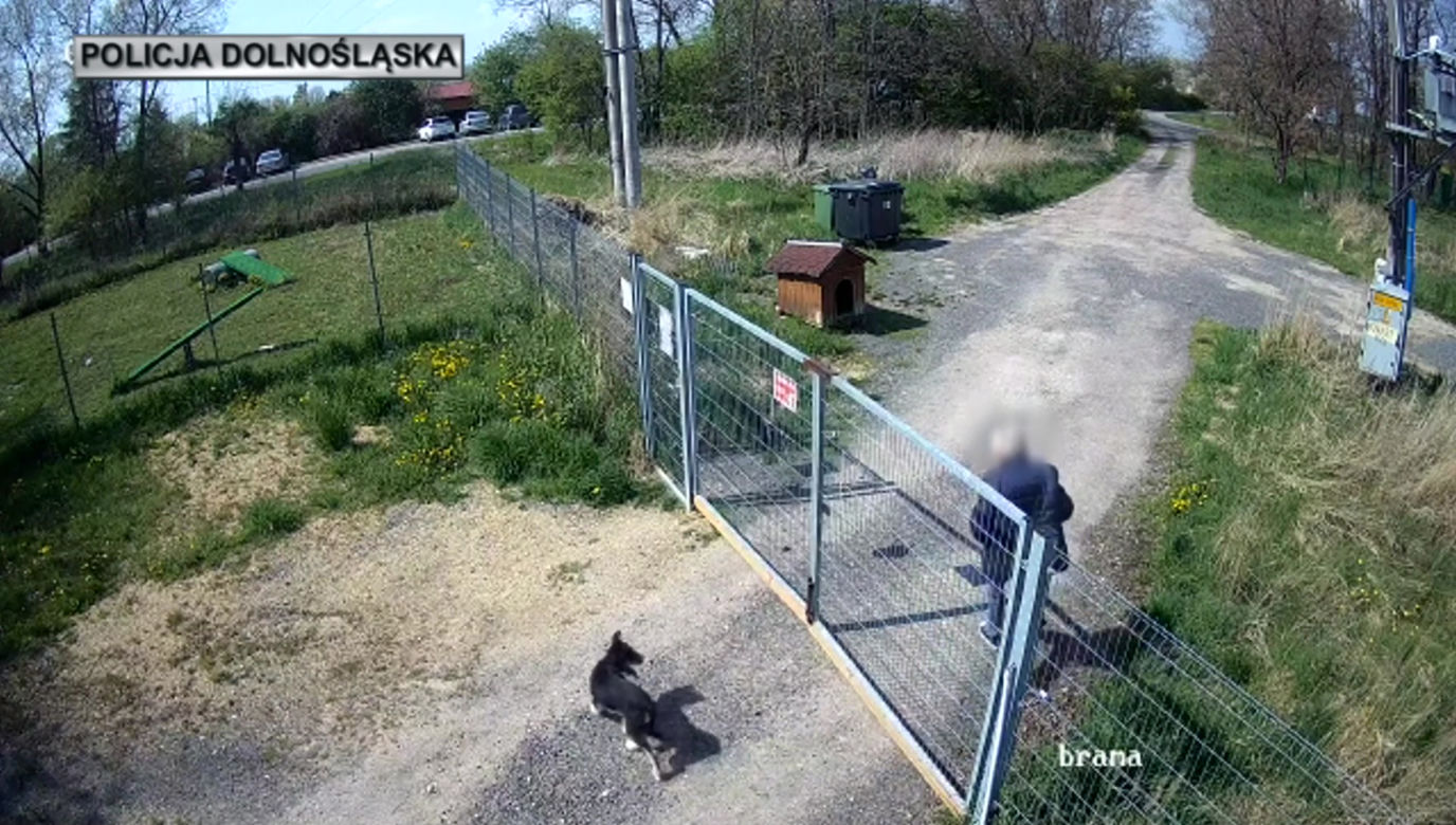 Sadysta rzucił psem przez ogrodzenie schroniska! Wszystko się nagrało. 