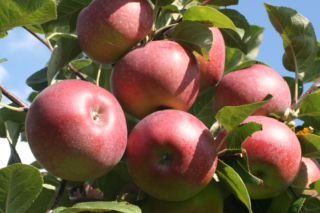 Jabłoń domowa 'Lobo' - Malus domestica 'Lobo'