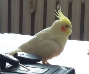 papuga.