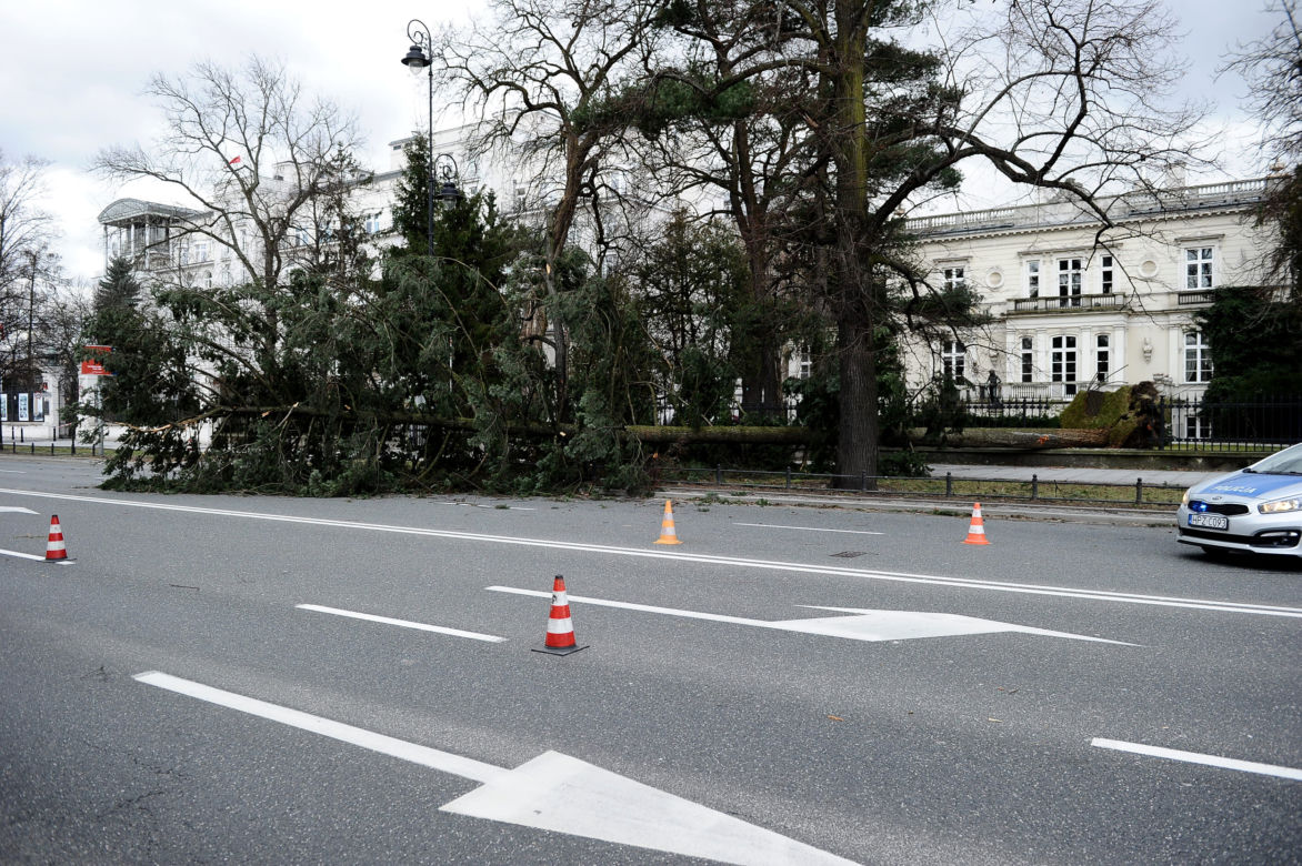 Warszawa: Al Ujazdowskie, potężne drzewo spadło na autobus i zablokowało ulicę
