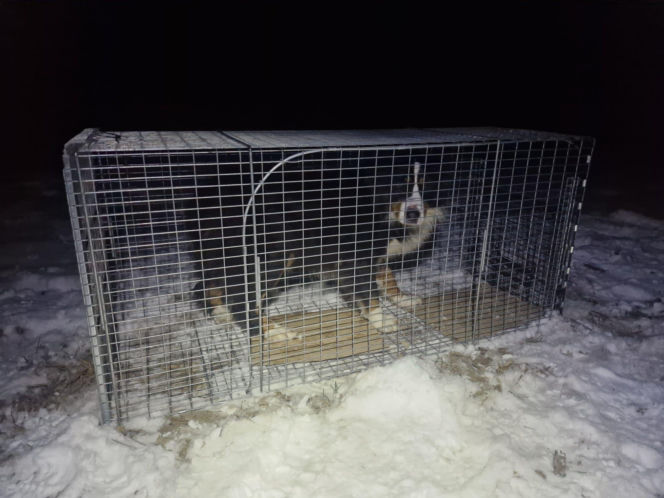 Niesamowita historia berneńczyka z Bydgoszczy! Bella wreszcie wróciła do domu