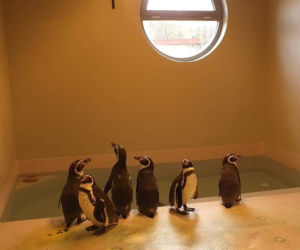 Pingwiny na kwarantannie. Kolejne 6 nielotów pojawiło się w Śląskim Ogrodzie Zoologicznym [ZDJĘCIA]