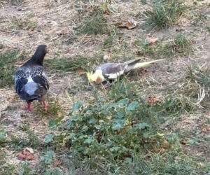 Osiedle w Katowicach ściga papużkę, ale ta się nie daje!
